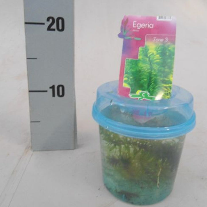 Elodea(Egeria) densa  BEAKER