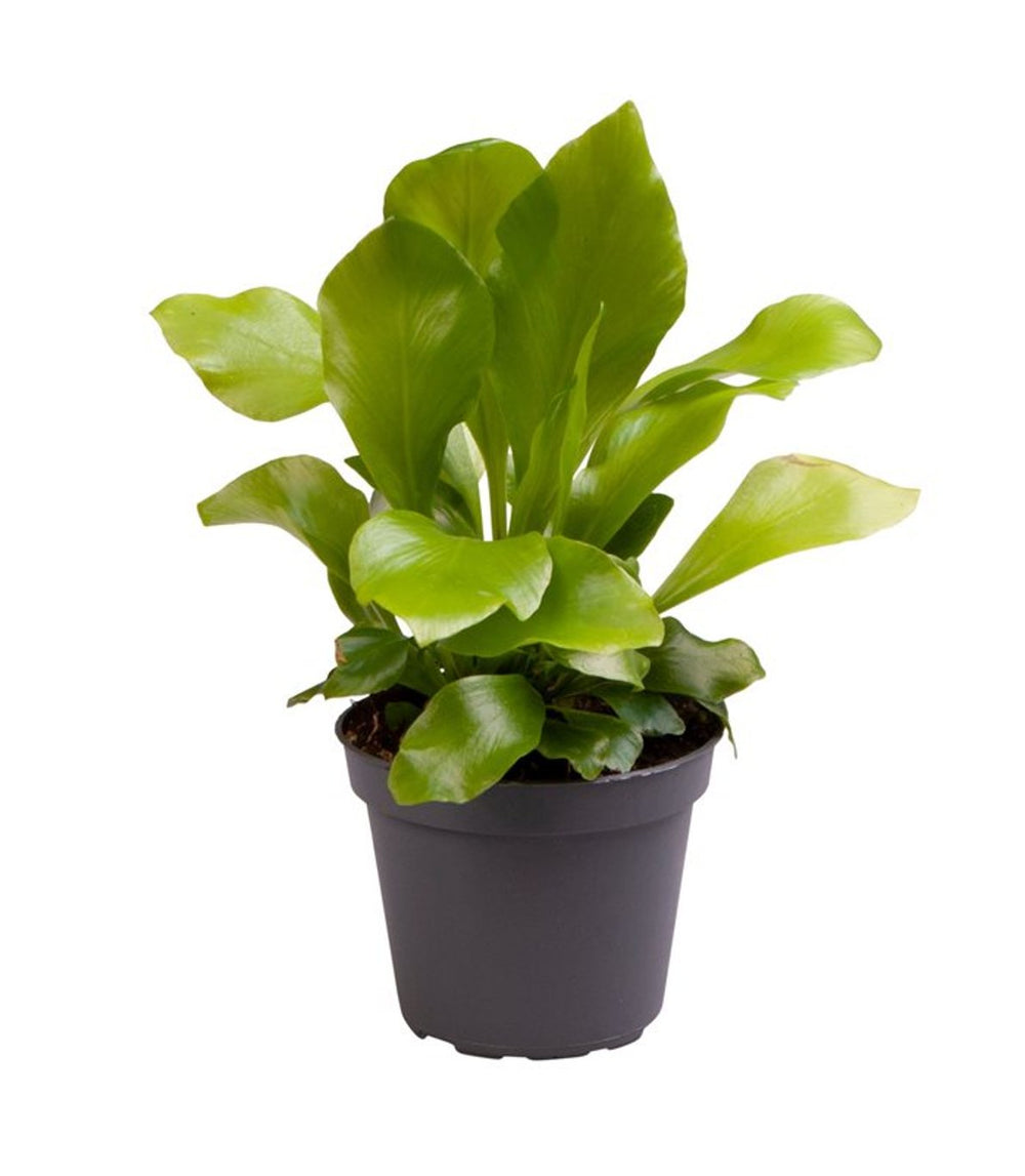 Asplenium Nidus 6 Cm Pot - Indoor Plants - Windyridge Garden Centre