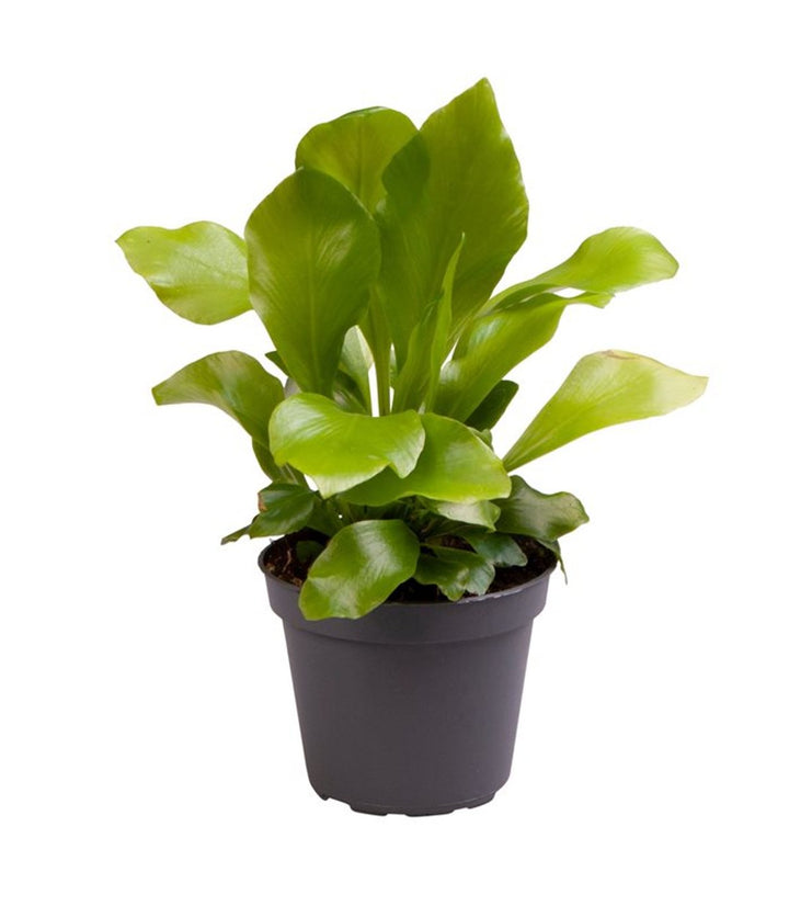 Asplenium Nidus 6 Cm Pot - Indoor Plants - Windyridge Garden Centre