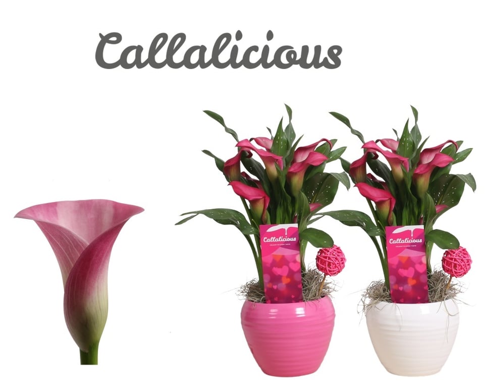 Zantedeschia pink  13 cm ceramic pot