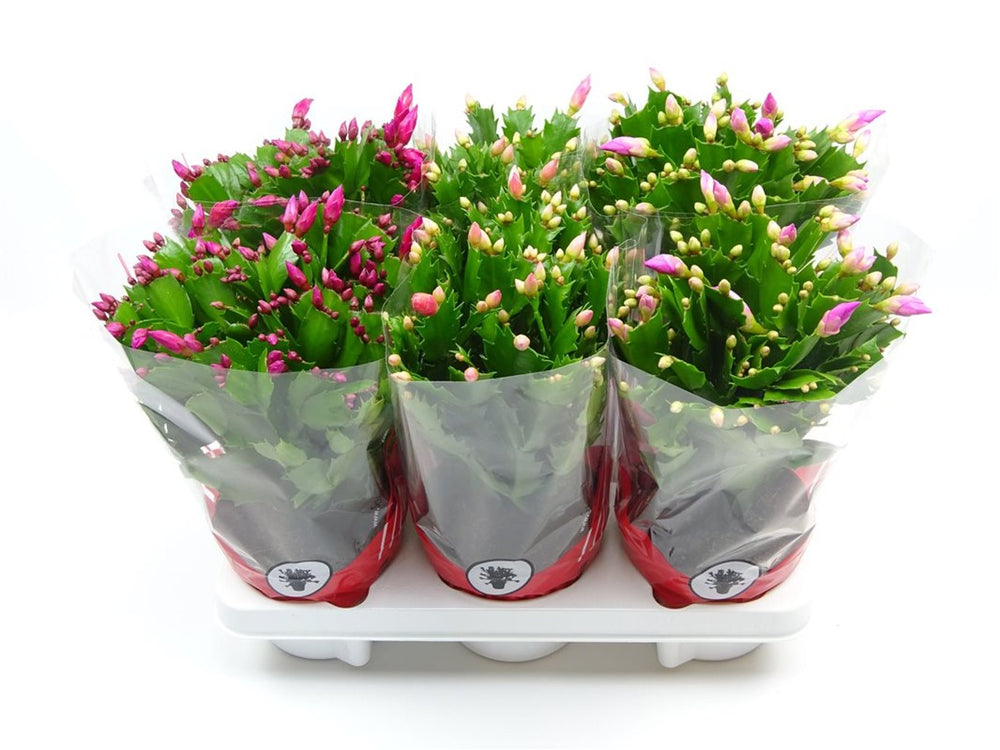 Schlumbergera Mix  P13 - Indoor Plants - Windyridge Garden Centre