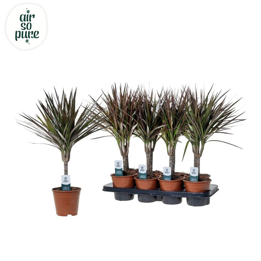 Dracaena marg. 'Magenta'(ASP)