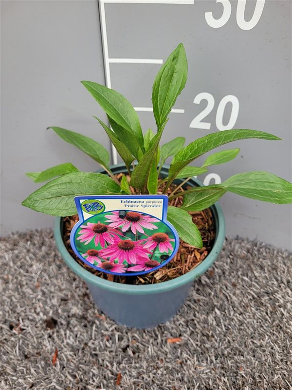 Echinacea Purp. 'Prairie Splendour' 2 Ltr Pot - Shrubs - Windyridge Garden Centre