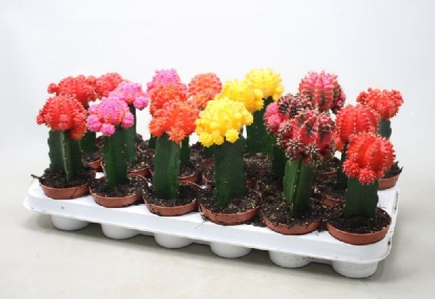 Gymnocalycium mix nr 653