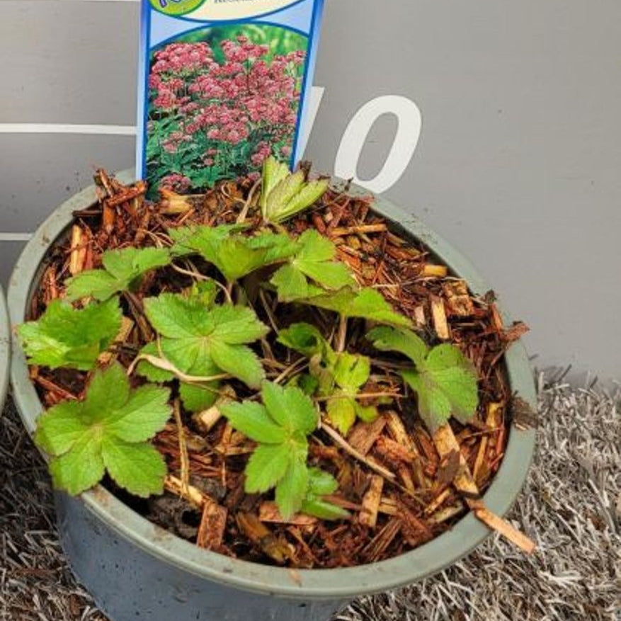 Astrantia Maj. 'Rosensinfonie' P13 - Bedding - Windyridge Garden Centre