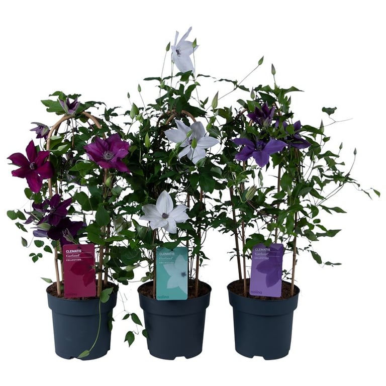 Clematis Garland mix  P19 - double arch cane