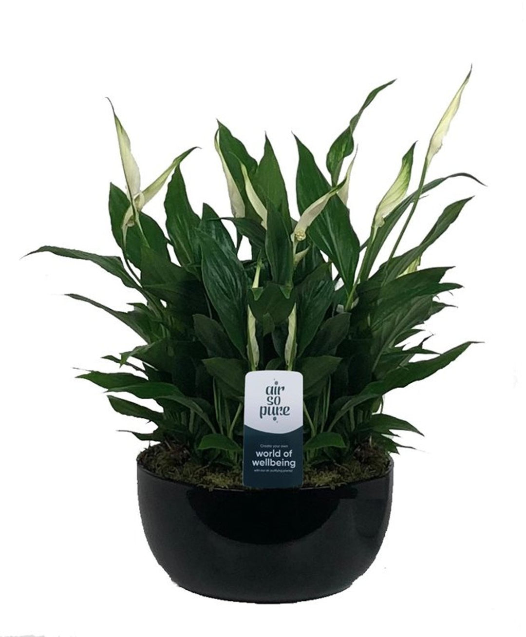 Spathiphyllum 'Pearl Cupido' 20 Cm Ceramic Pot - Indoor Plants - Windyridge Garden Centre