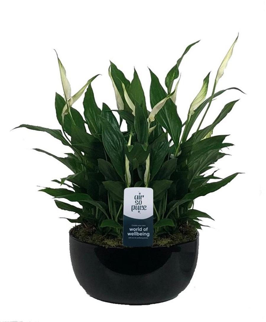 Spathiphyllum 'Pearl Cupido' 20 Cm Ceramic Pot - Indoor Plants - Windyridge Garden Centre