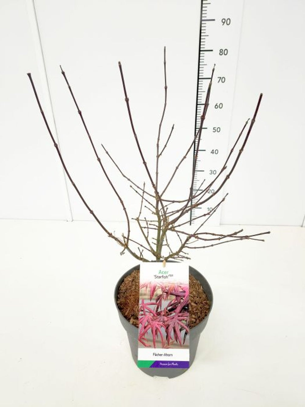 Acer Palmatum Starfish   50-60 Cm C10 - Trees - Windyridge Garden Centre