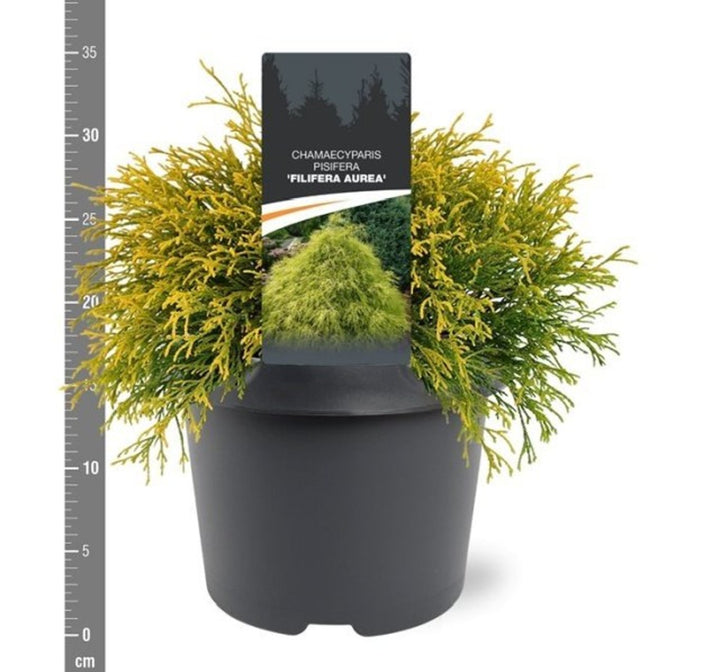 Chamaecyparis p. Filifera Aurea / 25-30 CM C3