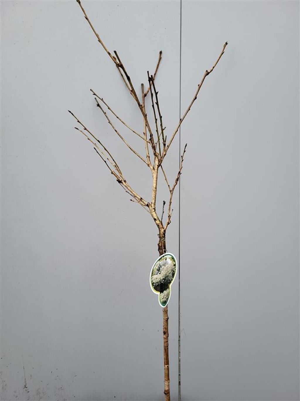 PRUNUS S. SHIMIDSU (MIYAKO)