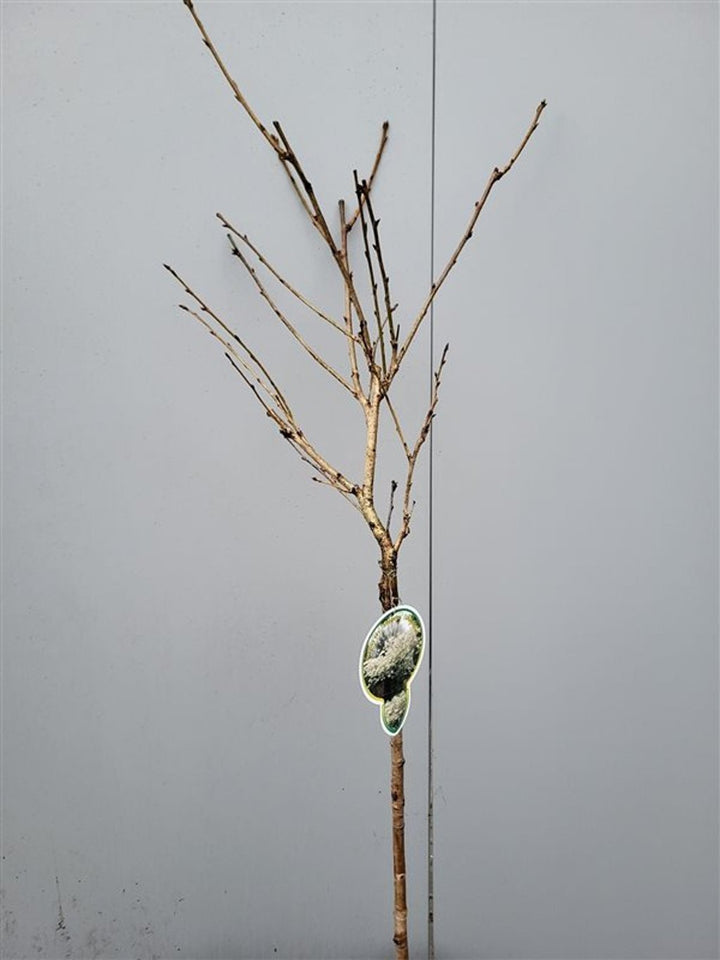 PRUNUS S. SHIMIDSU (MIYAKO)