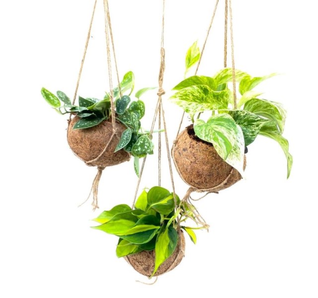 Kokodama Scindapsus   15 cm string pot
