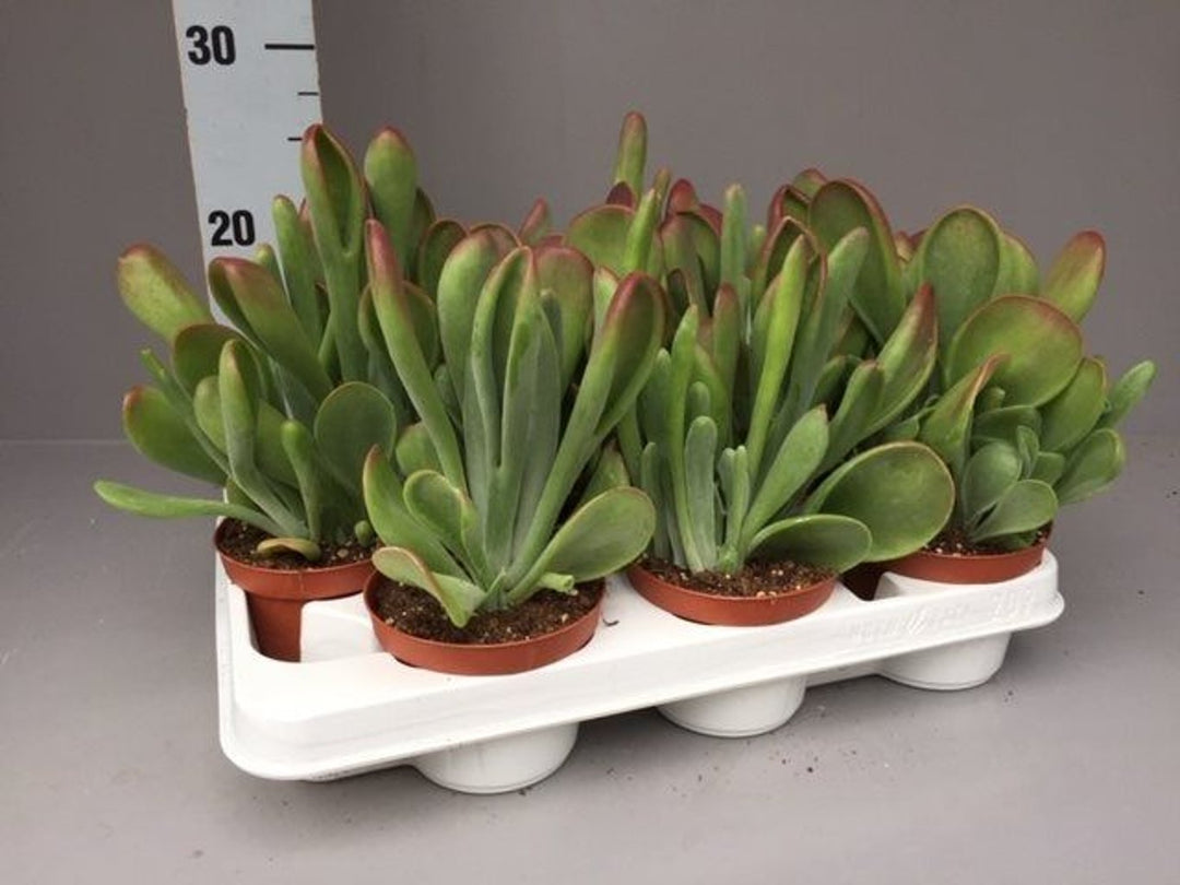 Kalanchoe oricula