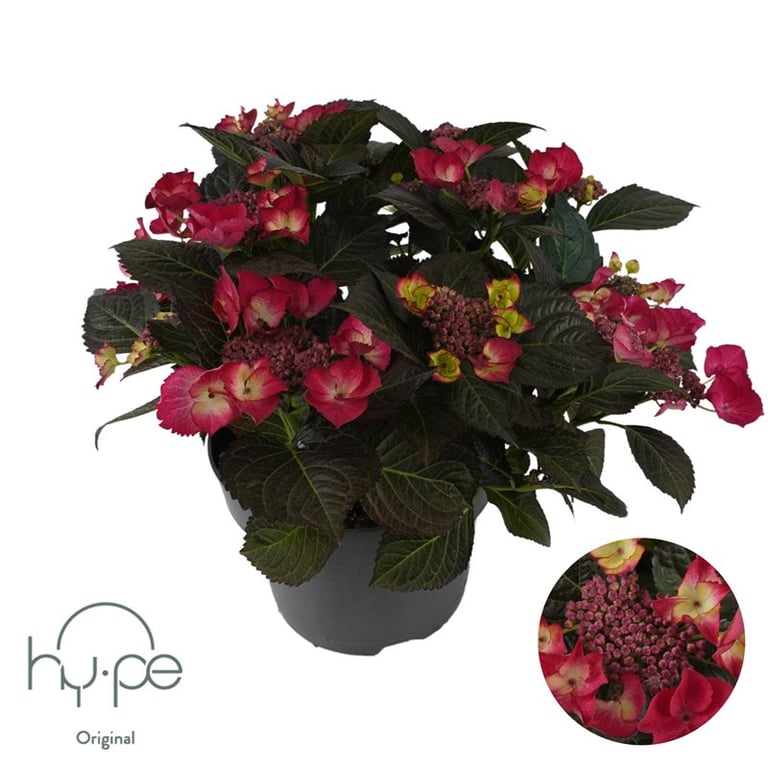 Hydrangea m. Dark Angel red  P23, 7+ flower