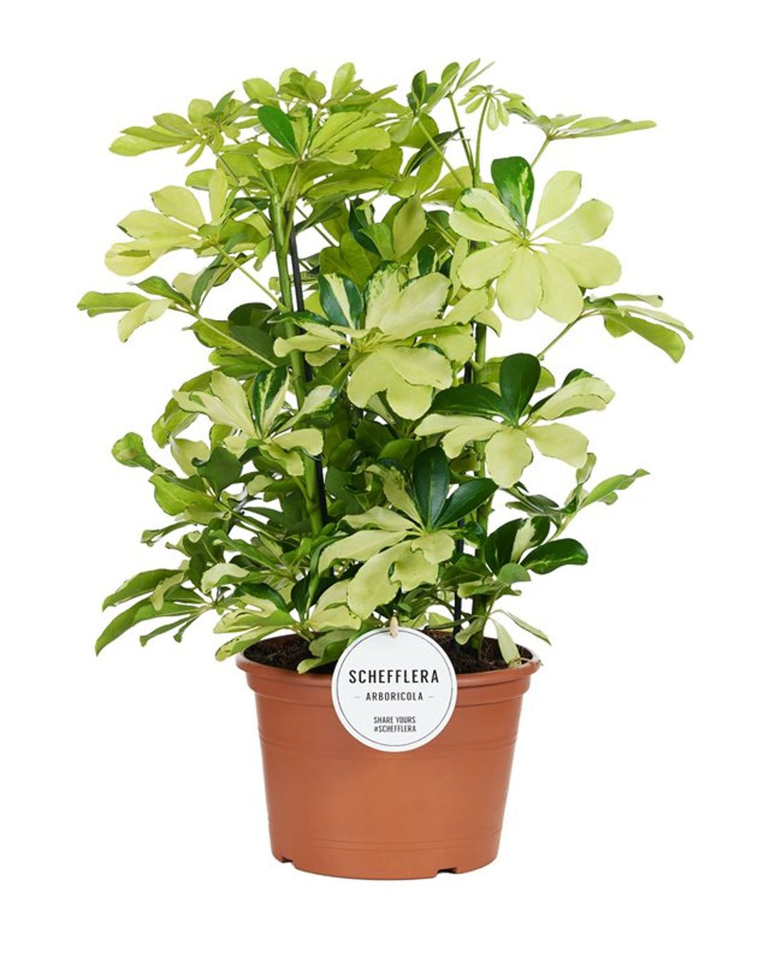 Schefflera arb. Melanie  P21