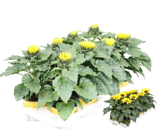 Helianthus Sunsation P13