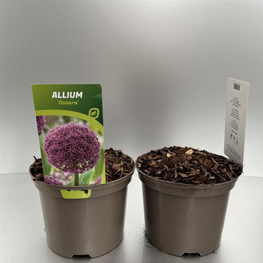 Allium Ostara  P11 - Bedding - Windyridge Garden Centre