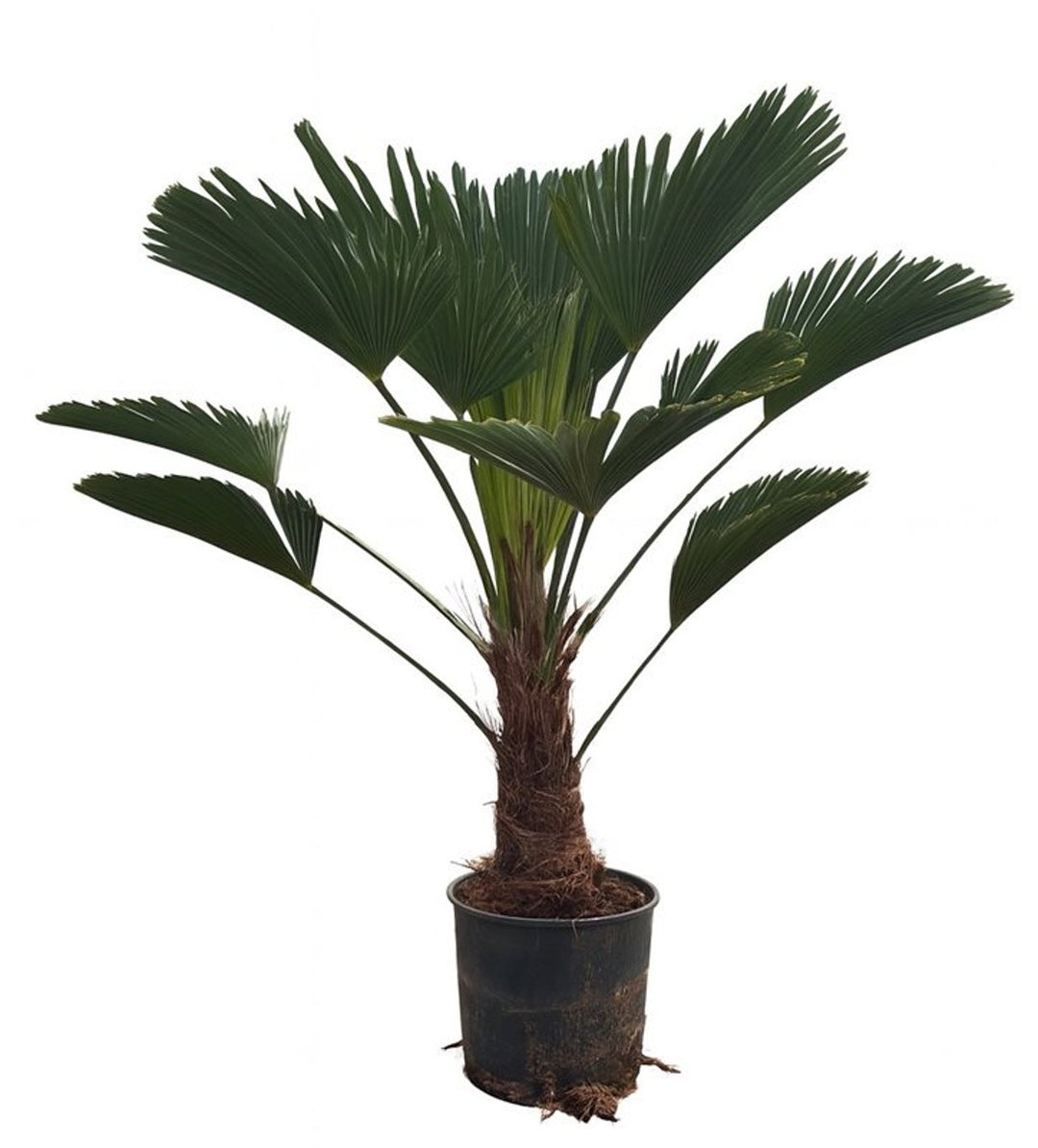 Trachycarpus Wagnerianus P27 - Shrubs - Windyridge Garden Centre