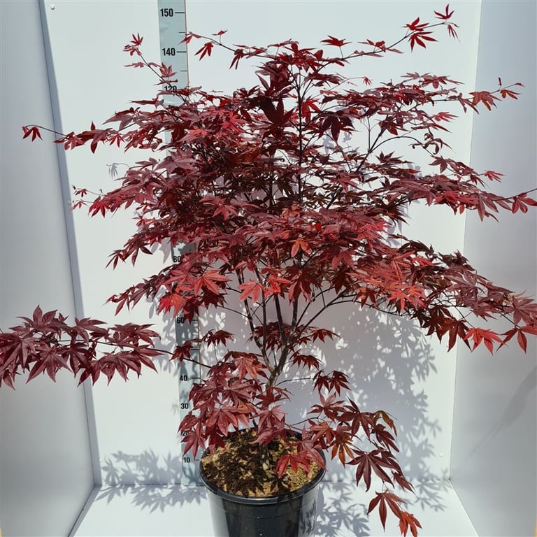 Acer Palmatum Red Emperor  100-125 Cm C20 - Trees - Windyridge Garden Centre