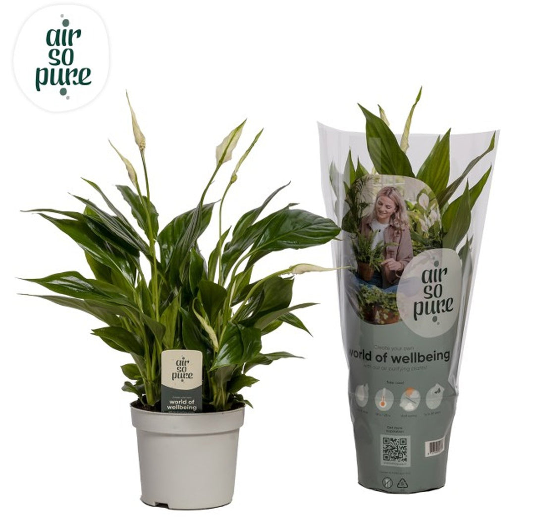 Spathiphyllum Sweet Bellini P13