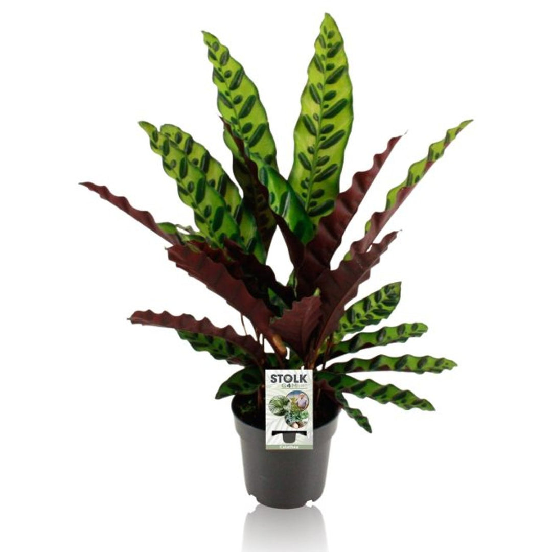 Calathea insignis(G4M)  P14