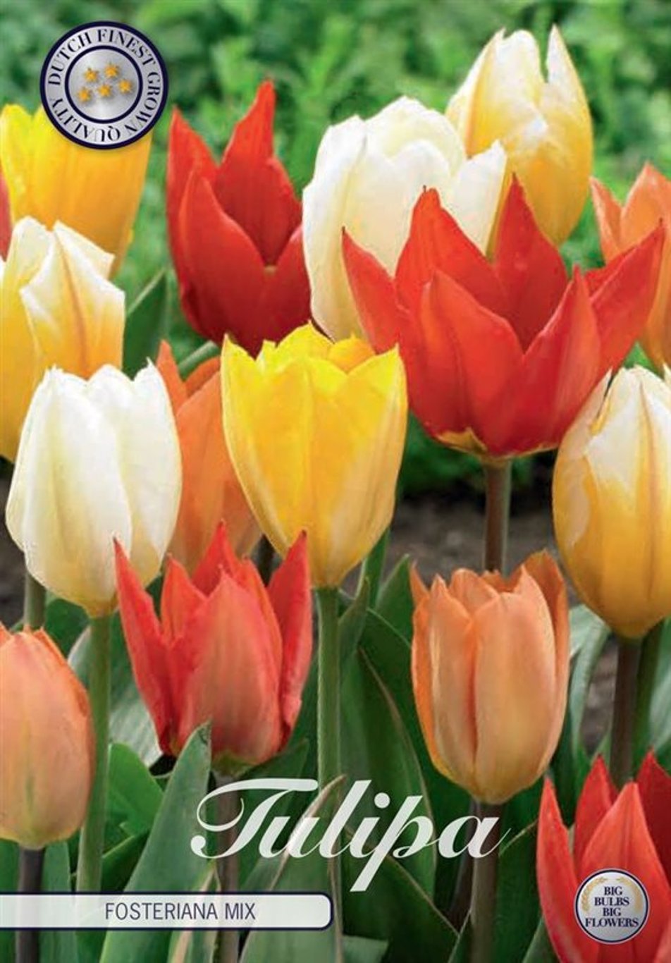 Tulipa fosteriana mix 10-pack