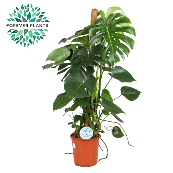 Monstera deliciosa(Forever) P24 + mosspole – Windyridge Garden Centre