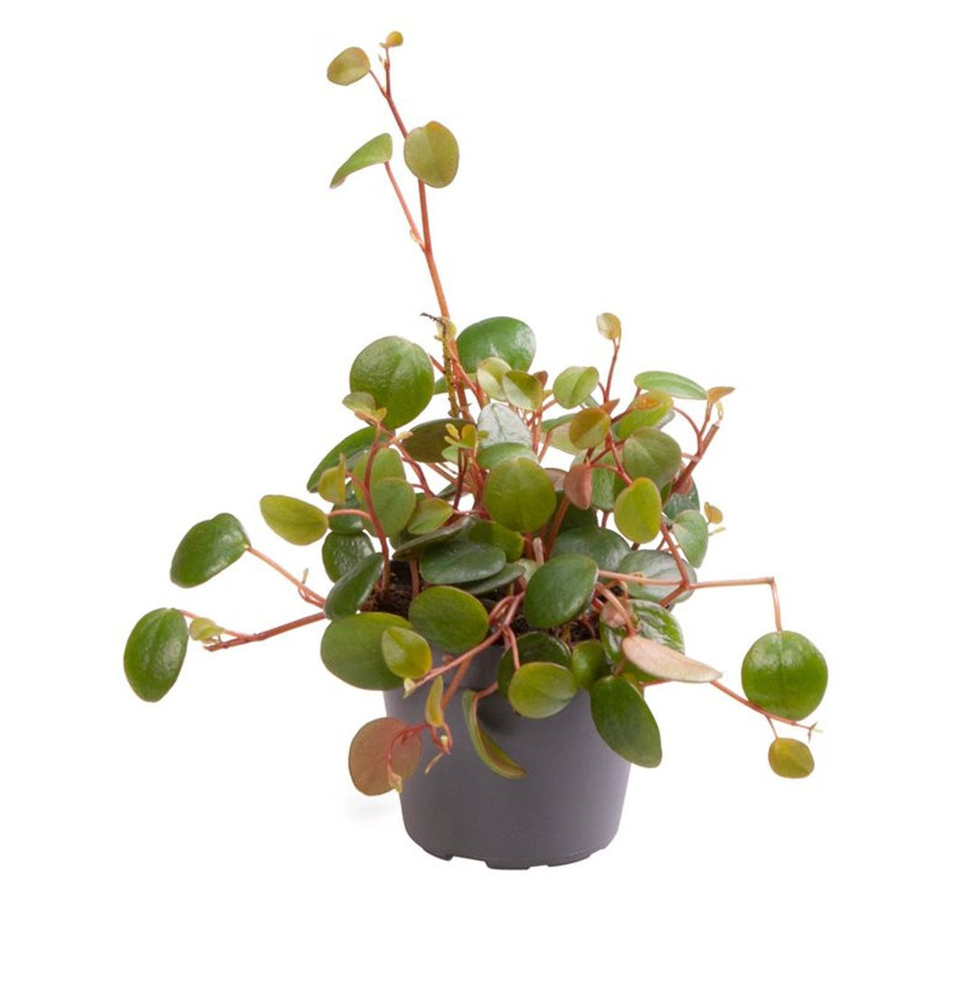 Peperomia Pepperspot 6 cm pot