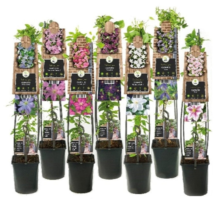 Clematis Mix / C5.5 - 180 Cm Cane - Climbers - Windyridge Garden Centre