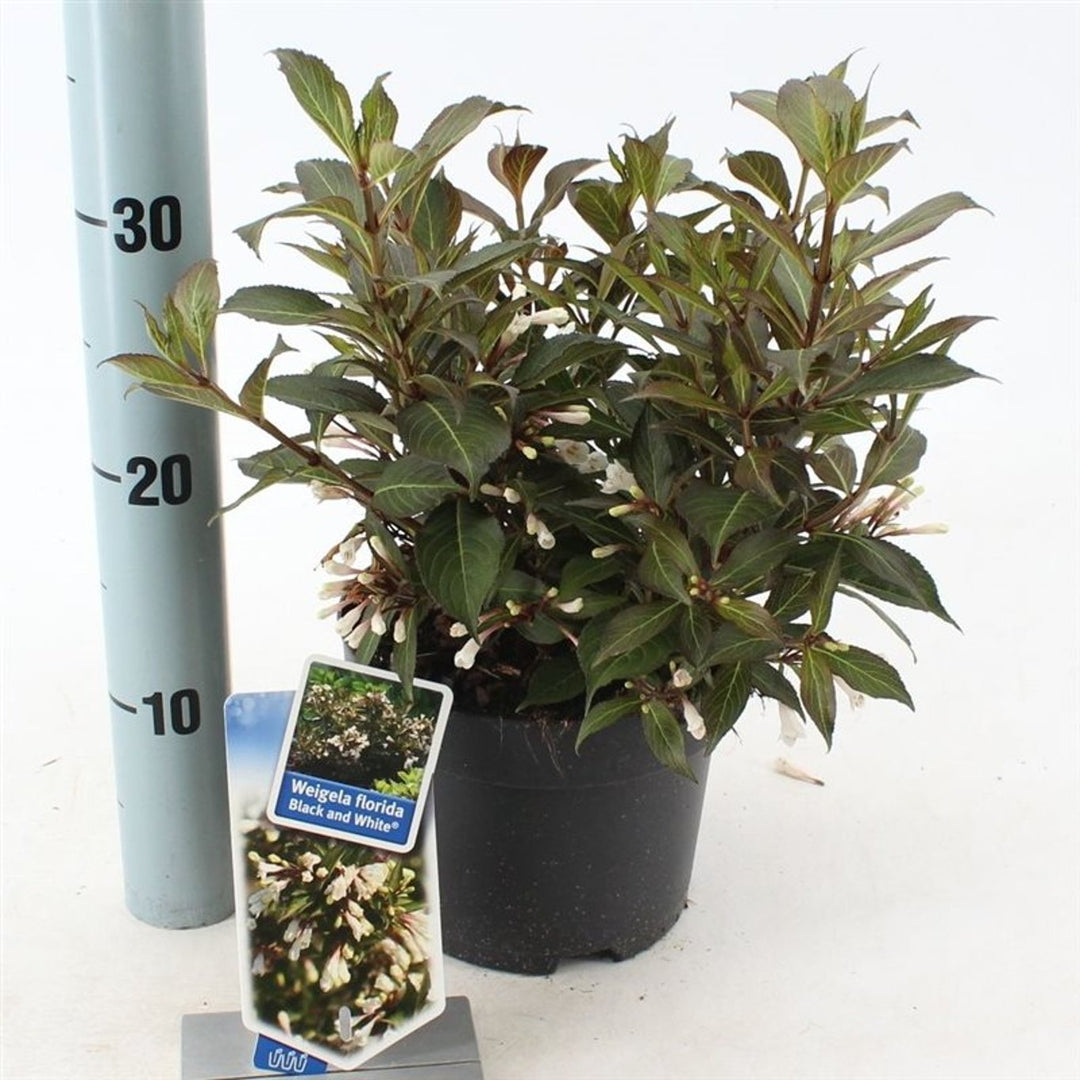 Weigela flor. Black & White  2 Ltr pot