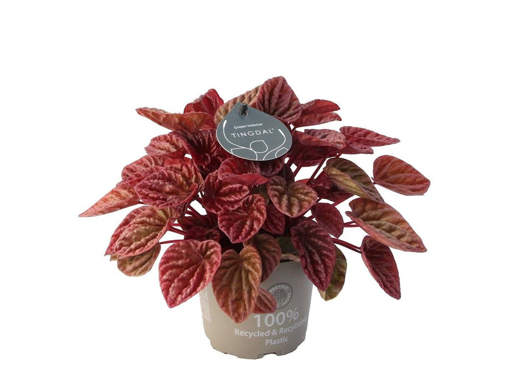 Peperomia cap. Quito  P12