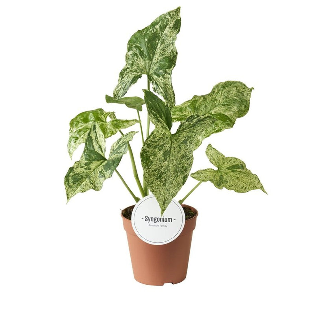 Syngonium Mottled  P12