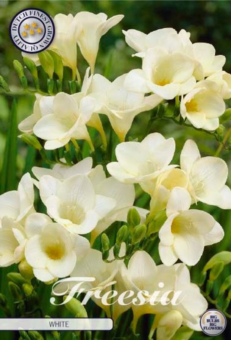 Freesia white 15-pack