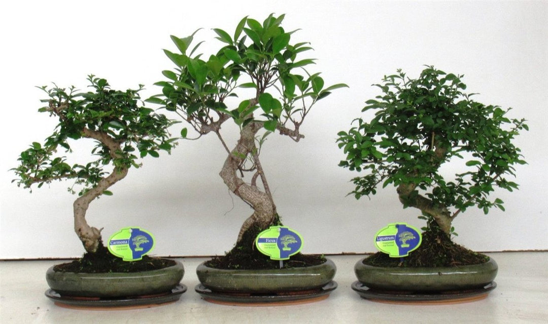 Bonsai mix 24cm