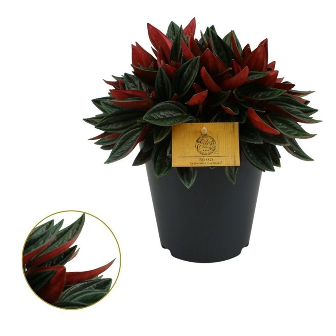 Peperomia cap. 'Rosso' P15