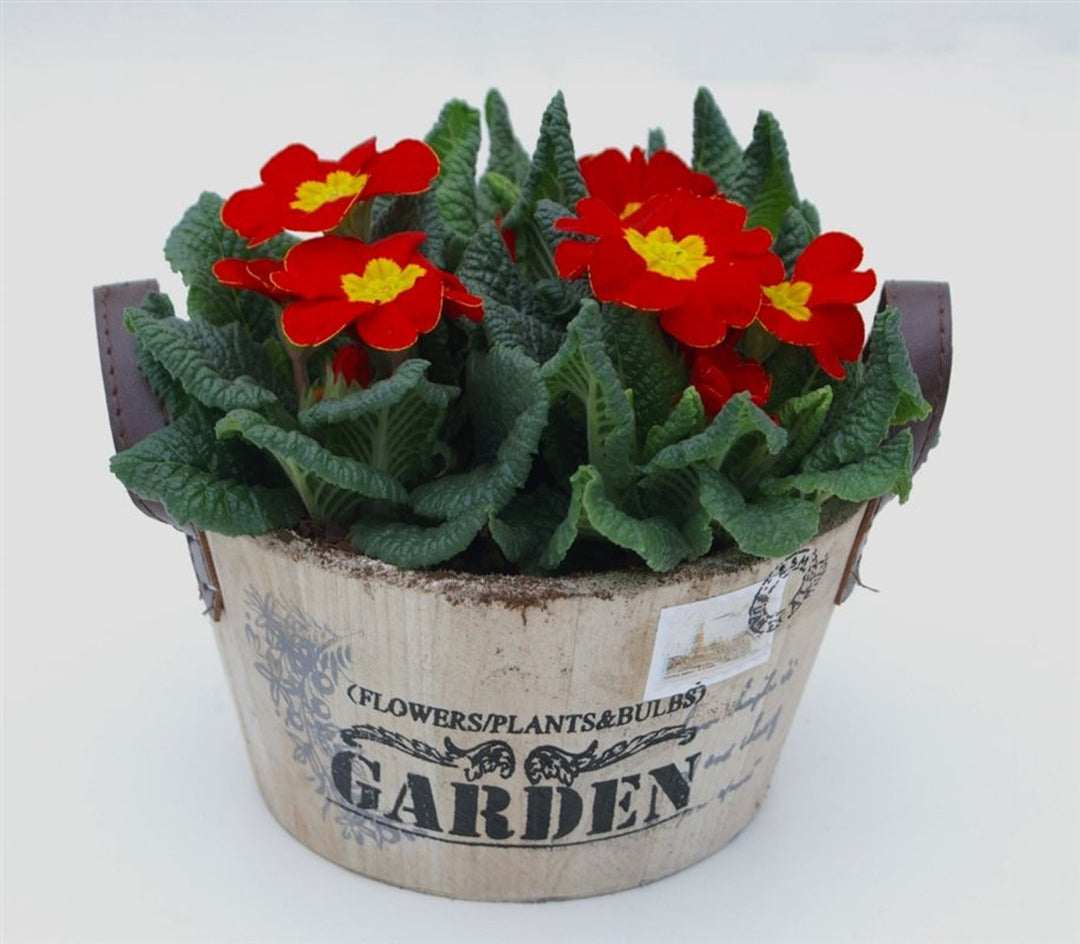Primula Acaulis Mix  Wooden Pot 19 Cm - Baskets - Windyridge Garden Centre