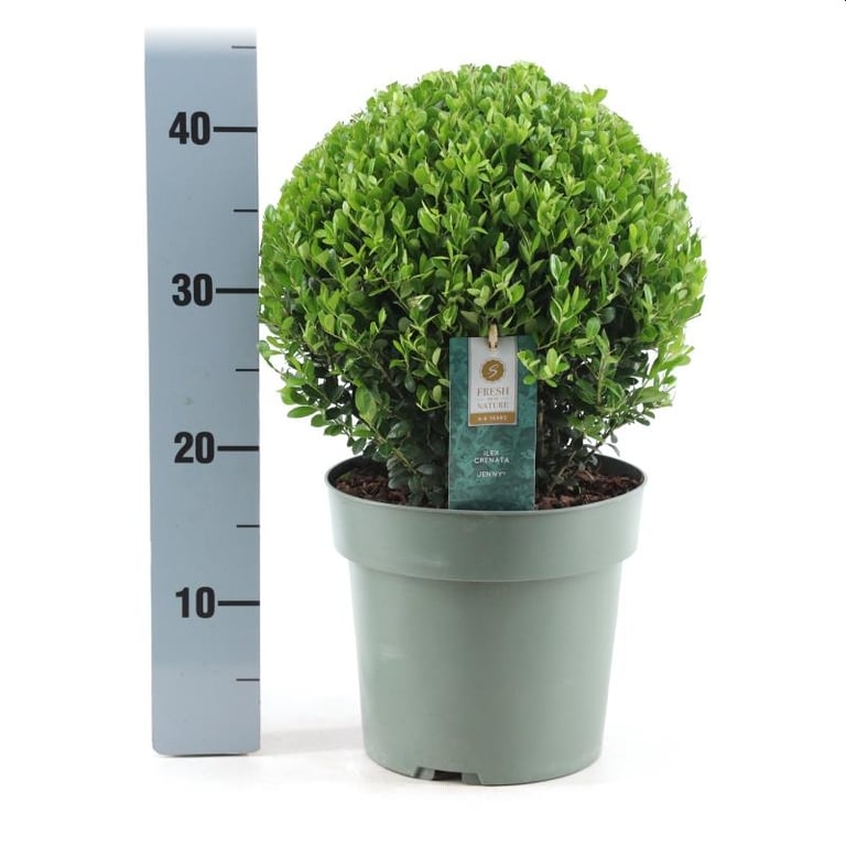 Ilex crenata Jenny  25 CM BALL C4