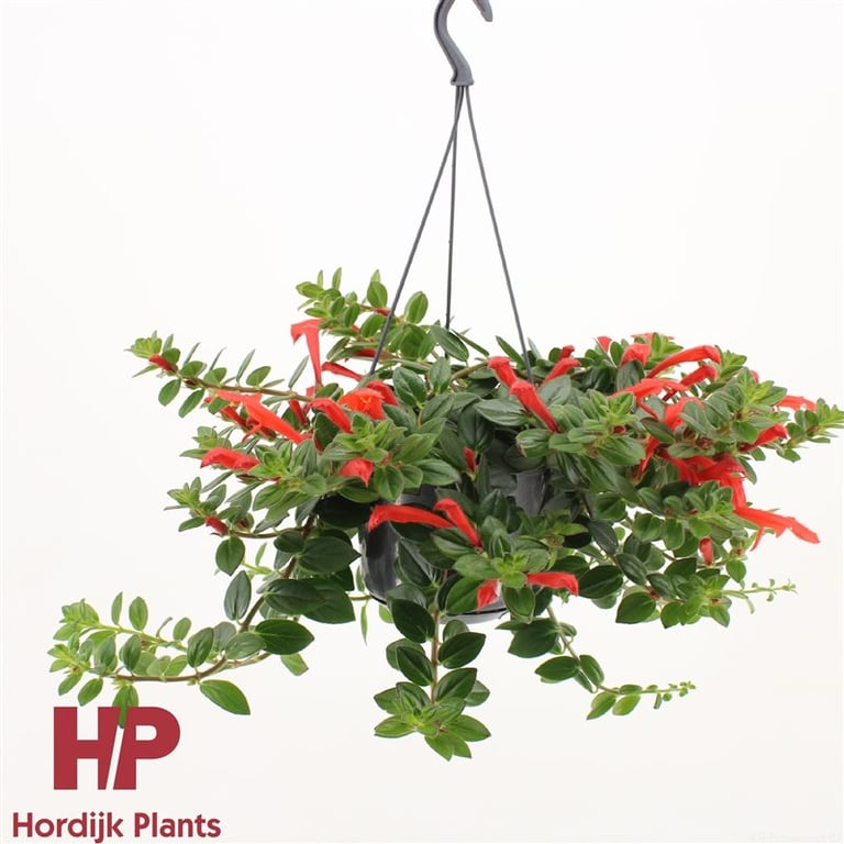 Columnea Krakatau  P15, hanging pot