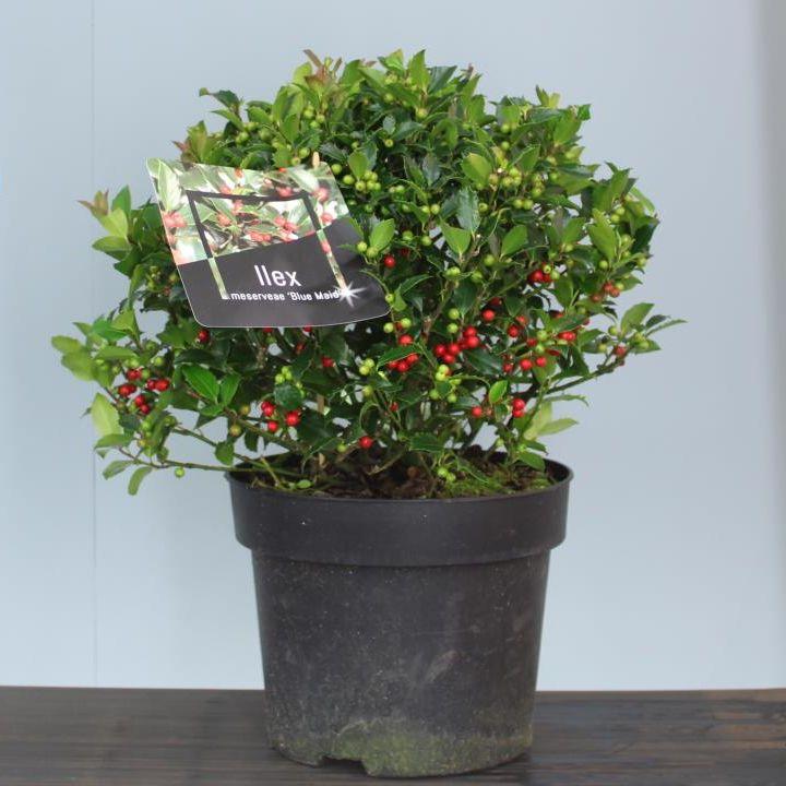 Pianta Di Agrifoglio Ilex Meserveae Blue Maid Alberello Vero Da Esterno In Vaso - 6