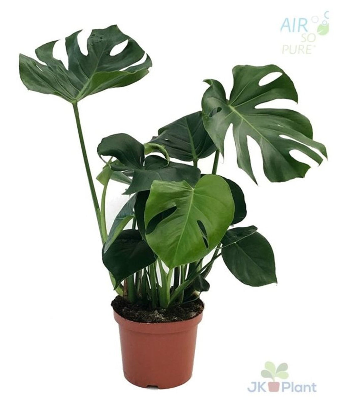 Monstera Deliciosa(Asp) P21 - Indoor Plants - Windyridge Garden Centre