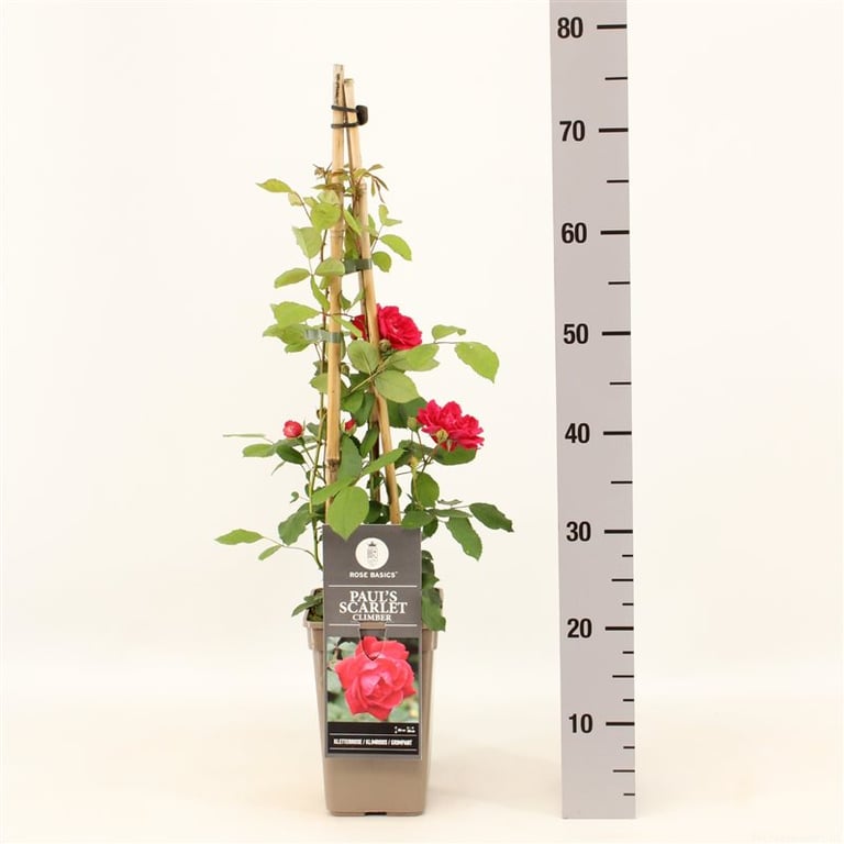 Rosa (K) Pauls Scarlet Climber  S-pot(2,25 L)