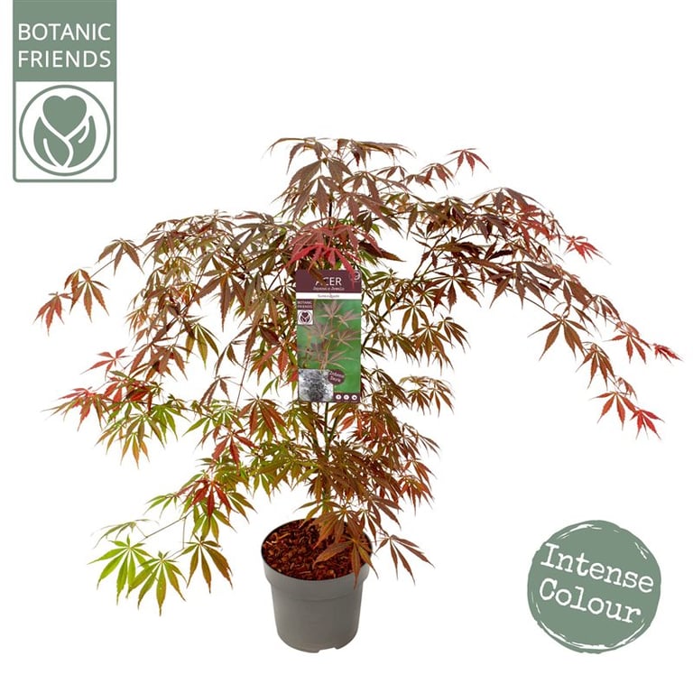 Acer palmatum Sumi-nagashi  5 Ltr pot