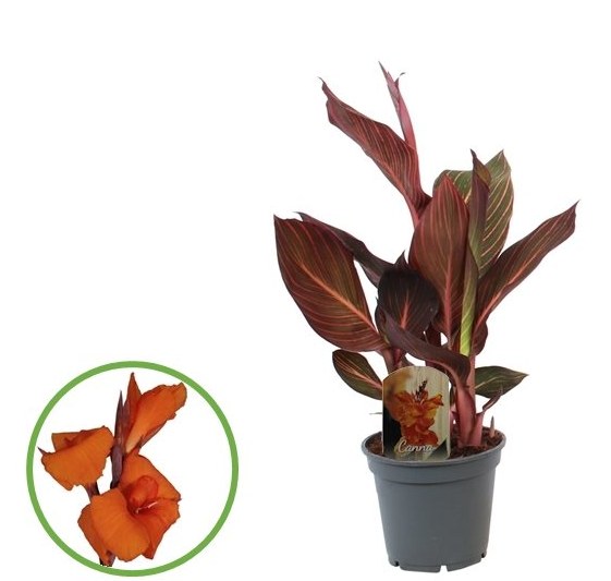 Canna (Island) Durban - Herbaceous - Windyridge Garden Centre