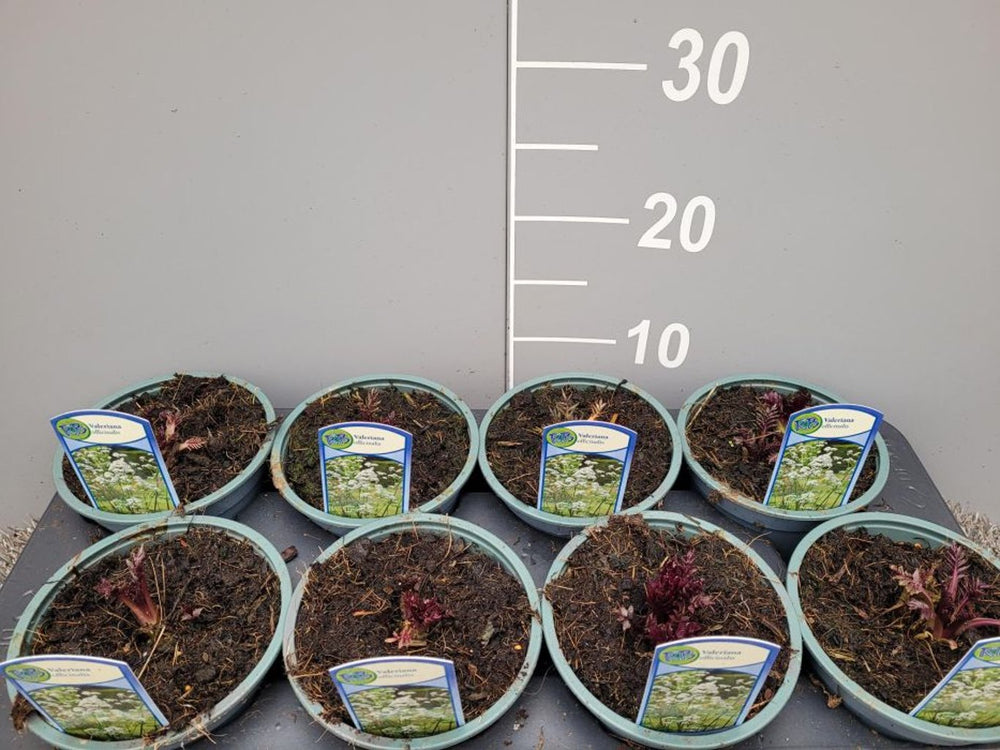 Valeriana Officinalis  P13 - Bedding - Windyridge Garden Centre