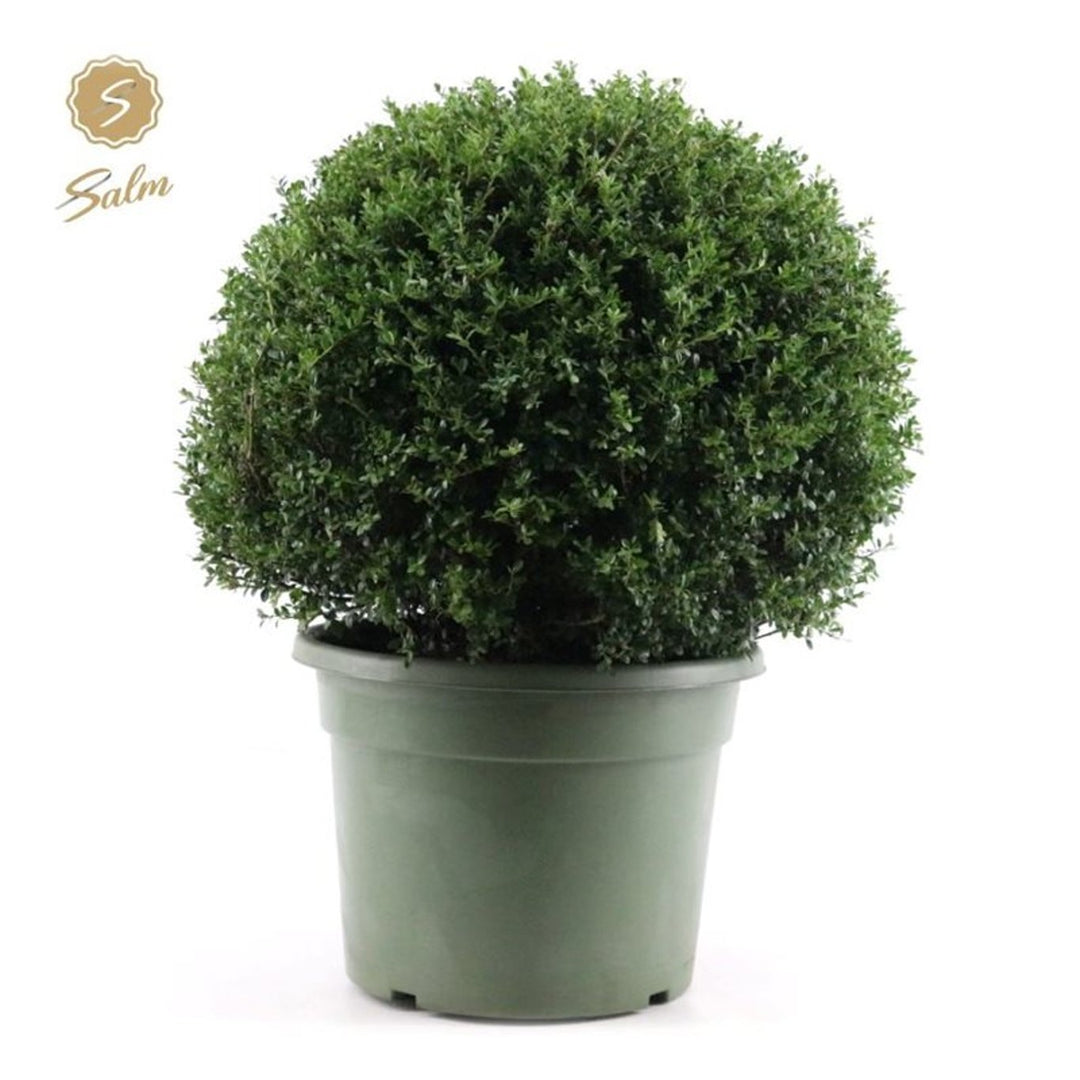 Ilex Crenata 60 Cm Ball C35 - Standard Trees And Topiary - Windyridge Garden Centre