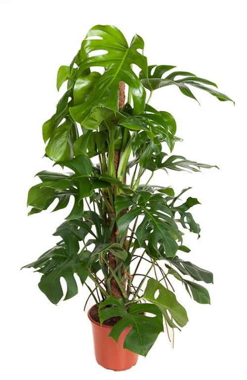 Monstera deliciosa(Decorum)  P24 + mosspole