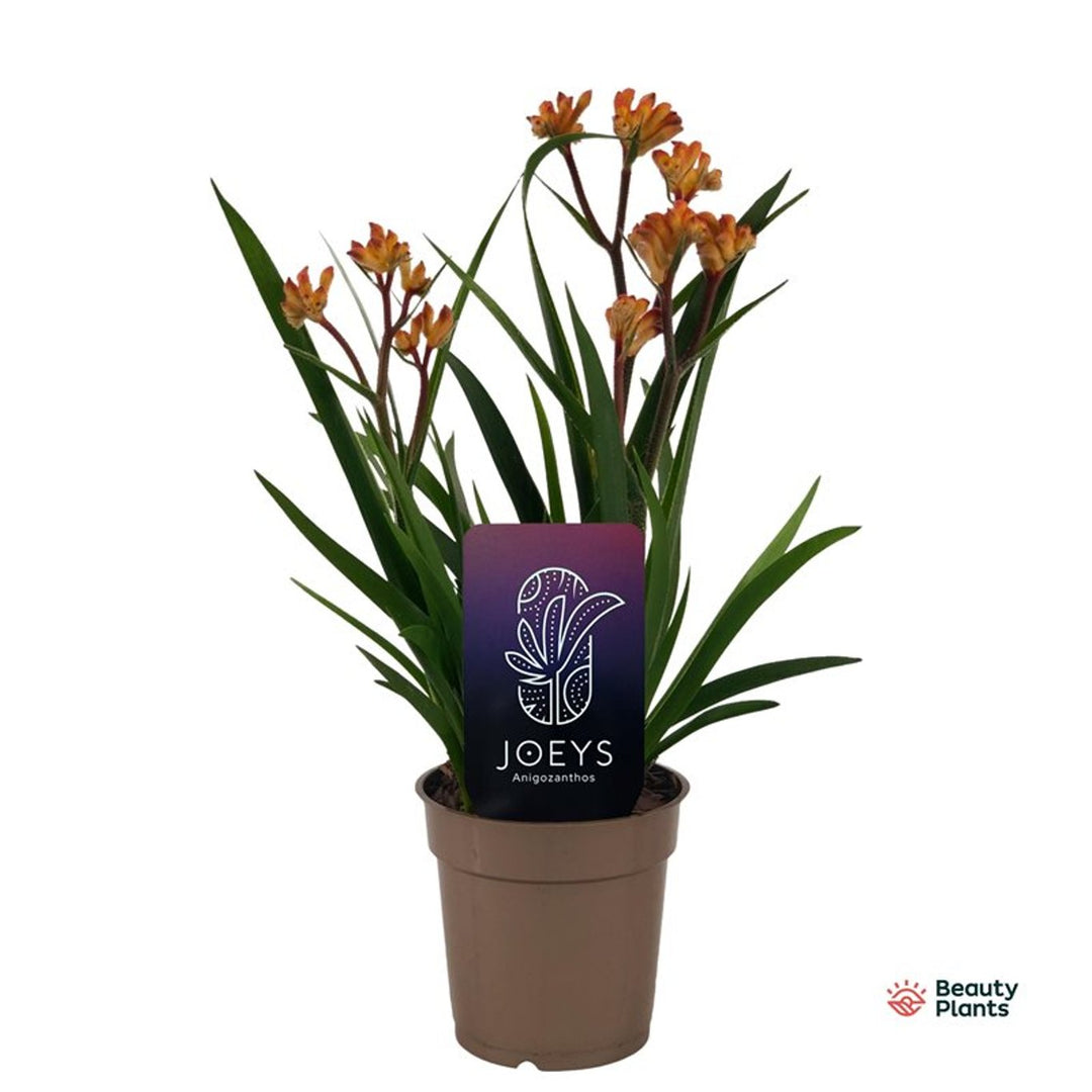 Anigozanthos 'Beauty Orange'®
