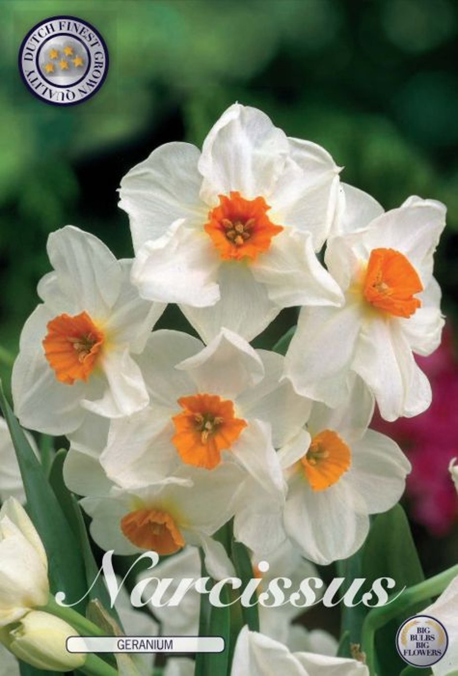Narcissus taz. 'Geranium' 5-pack