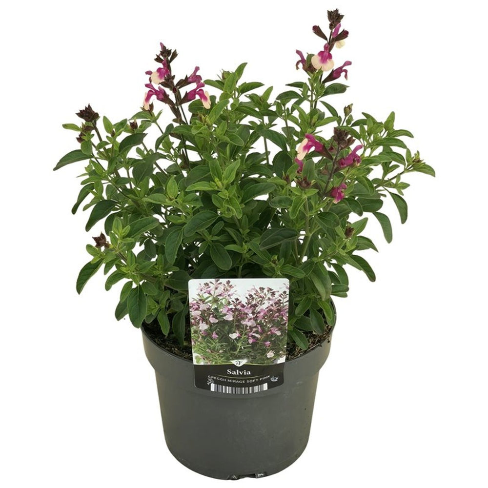 Salvia Greg. Mirage Pink  2 Ltr Pot - Herbaceous - Windyridge Garden Centre
